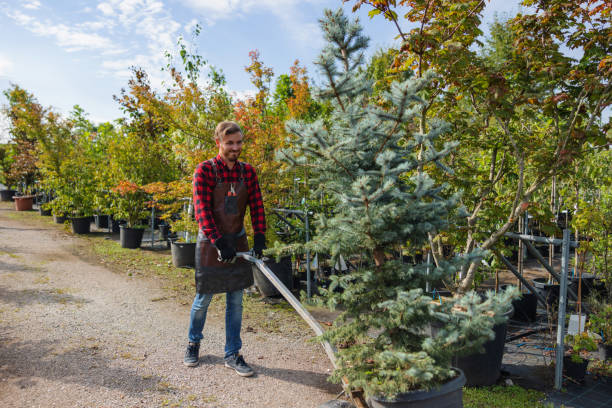 Best Large Tree Removal  in USA